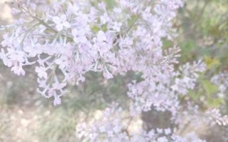 北京丁香什么时候开花_北京丁香怎么养