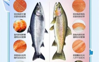 三文鱼多少钱一斤_如何挑选新鲜三文鱼