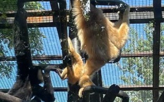 北京动物园天气_北京动物园适合穿什么衣服