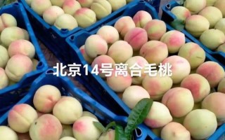北京十四号桃好吃吗_北京十四号桃几月成熟