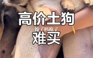 土狗市场价格_土狗幼犬多少钱一只
