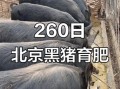 北京黑猪哪里买_北京黑猪多少钱一斤