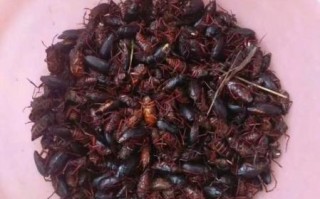 昆虫市场怎么进货_昆虫批发市场在哪里