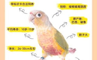 鹦鹉市场价格多少钱一只_新手怎么挑选健康鹦鹉