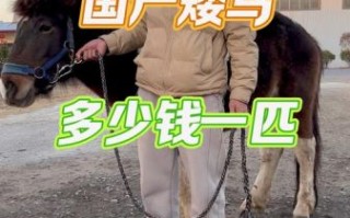 马市场怎么买_马价格一般多少钱