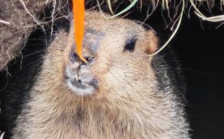 土拨鼠怎么样_土拨鼠可以当宠物吗