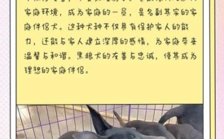 黑狼怎么样_黑狼犬优缺点全解析