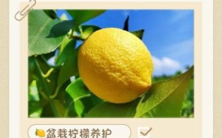 柠檬市场是什么_如何避免买到次品