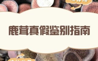 鹿茸价格多少钱一克_鹿茸怎么挑选真假