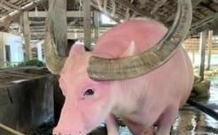 水牛市场价格多少钱一头_水牛养殖前景如何