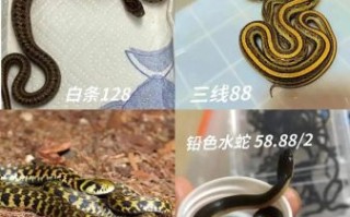 蛇市场价格多少钱一斤_新手养蛇赚钱吗