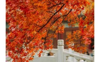 北京香山今天穿什么_香山红叶最佳观赏时间