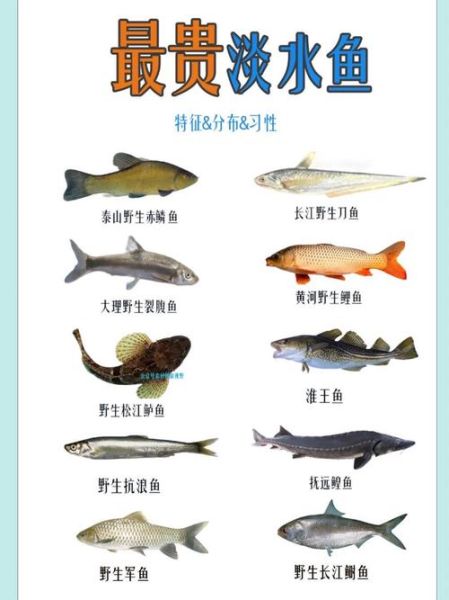 淡水鱼价格走势_如何挑选新鲜淡水鱼-第3张图片-俊逸知识馆