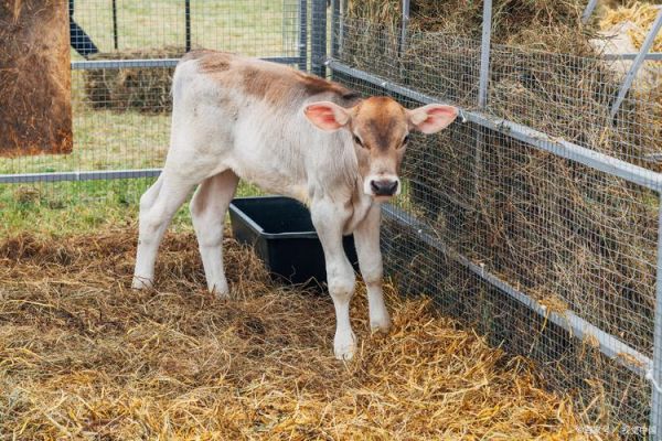 怎么样的小牛_怎样挑选健康小牛-第3张图片-俊逸知识馆
