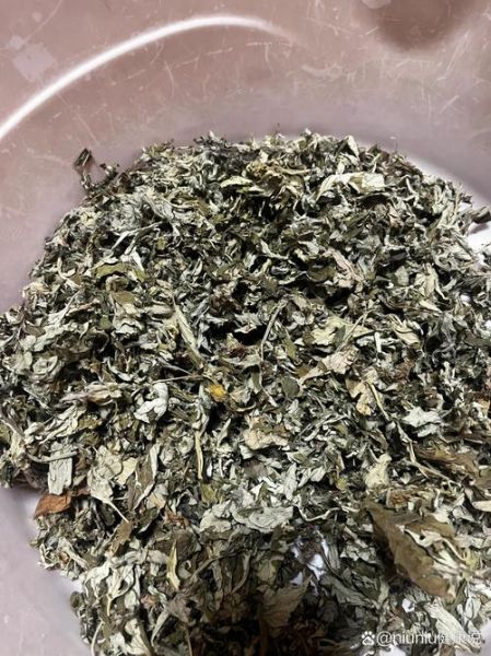 艾草多少钱一斤_新鲜艾草和干艾草价格差多少-第3张图片-俊逸知识馆