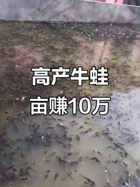 牛蛙多少钱一斤_牛蛙养殖前景怎么样-第2张图片-俊逸知识馆 牛蛙多少钱一斤_牛蛙养殖前景怎么样-第2张图片-俊逸知识馆