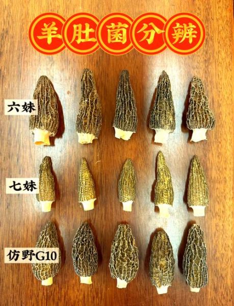 羊肚菌多少钱一斤_羊肚菌怎么挑选-第3张图片-俊逸知识馆