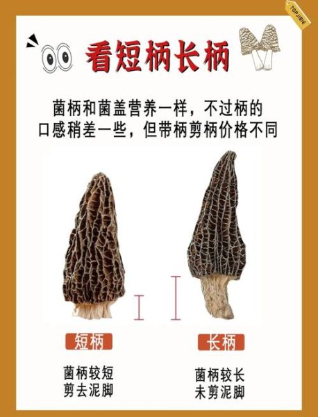 羊肚菌多少钱一斤_羊肚菌怎么挑选-第1张图片-俊逸知识馆