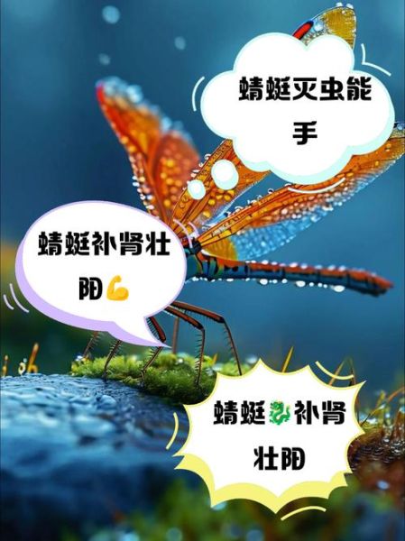 蜻蜓怎么养_蜻蜓吃什么食物-第2张图片-俊逸知识馆 蜻蜓怎么养_蜻蜓吃什么食物-第2张图片-俊逸知识馆