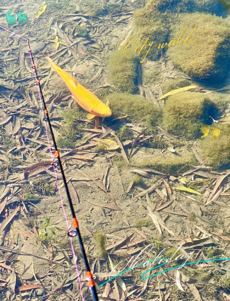 北京钓鱼去哪好_北京钓鱼收费吗-第3张图片-俊逸知识馆 北京钓鱼去哪好_北京钓鱼收费吗-第3张图片-俊逸知识馆