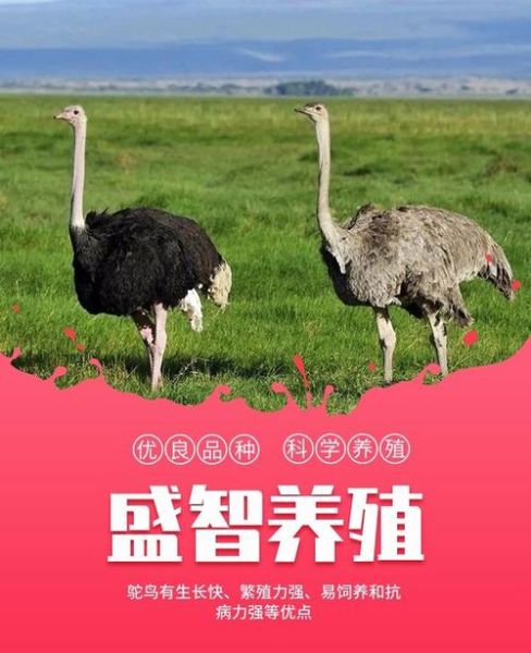 鸵鸟养殖赚钱吗_鸵鸟肉多少钱一斤-第2张图片-俊逸知识馆