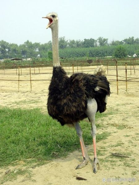 鸵鸟养殖赚钱吗_鸵鸟肉多少钱一斤-第1张图片-俊逸知识馆