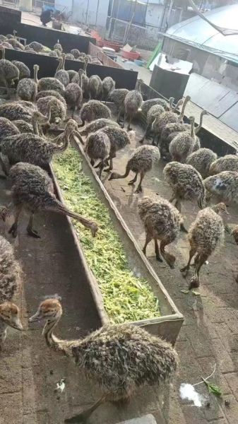 鸵鸟养殖赚钱吗_鸵鸟肉多少钱一斤-第3张图片-俊逸知识馆