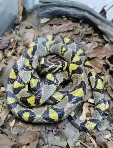 蛇市场价格多少钱一斤_新手养蛇赚钱吗-第2张图片-俊逸知识馆