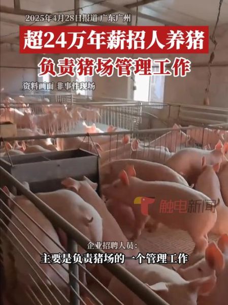 养猪赚钱吗_2024年养猪市场前景如何-第3张图片-俊逸知识馆 养猪赚钱吗_2024年养猪市场前景如何-第3张图片-俊逸知识馆
