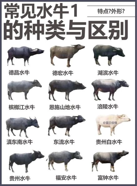 水牛市场价格多少钱一头_水牛养殖前景如何-第3张图片-俊逸知识馆