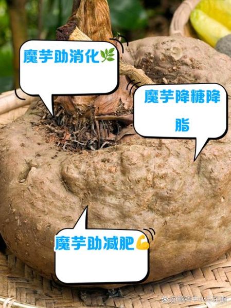 魔芋多少钱一斤_魔芋减肥真的有用吗-第2张图片-俊逸知识馆