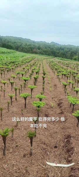 魔芋多少钱一斤_魔芋减肥真的有用吗-第3张图片-俊逸知识馆