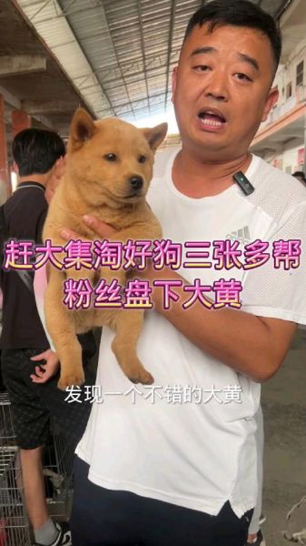 土狗市场价格_土狗幼犬多少钱一只-第3张图片-俊逸知识馆