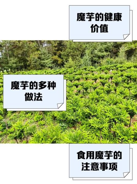魔芋市场前景怎么样_魔芋有哪些创业机会-第2张图片-俊逸知识馆
