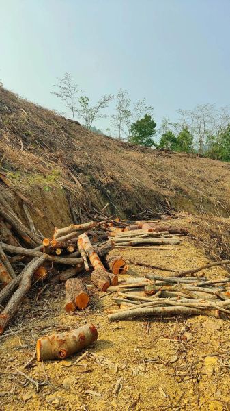 杂木市场价格走势_杂木市场在哪里-第1张图片-俊逸知识馆