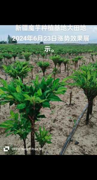 魔芋市场前景怎么样_魔芋有哪些创业机会-第1张图片-俊逸知识馆