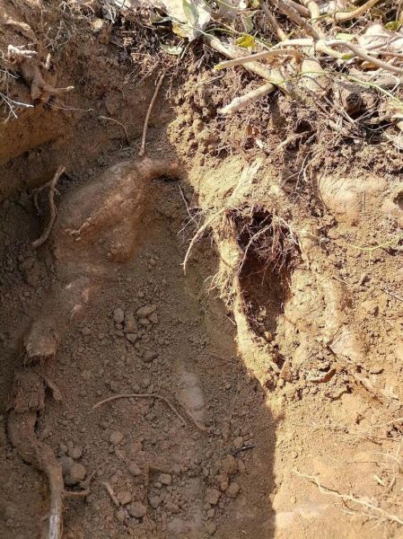 葛根粉多少钱一斤_葛根粉价格为什么差别大-第2张图片-俊逸知识馆