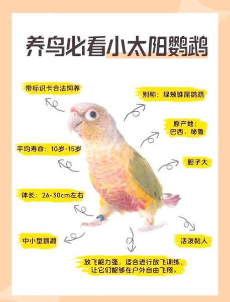 鹦鹉市场价格多少钱一只_新手怎么挑选健康鹦鹉-第1张图片-俊逸知识馆