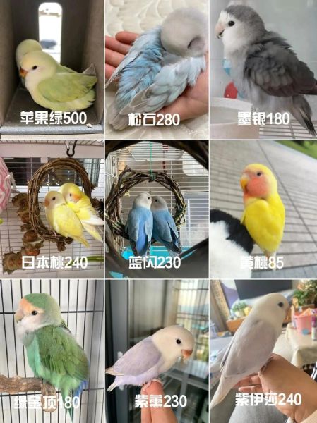 鹦鹉市场价格多少钱一只_新手怎么挑选健康鹦鹉-第2张图片-俊逸知识馆