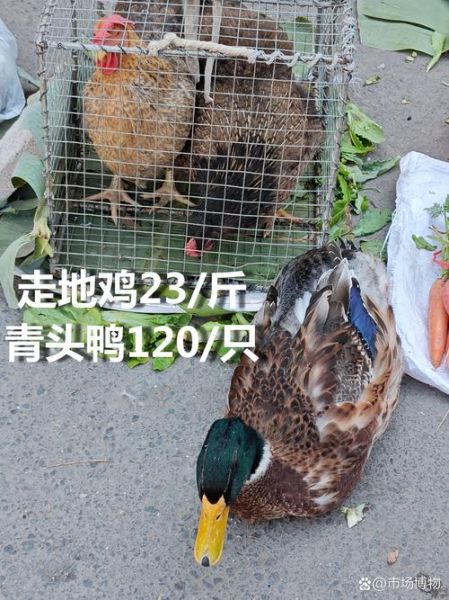 鸡肉价格为什么上涨_鸡肉批发市场在哪里-第2张图片-俊逸知识馆