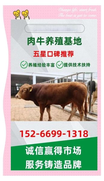 牛市场价格走势_如何挑选健康牛犊-第1张图片-俊逸知识馆