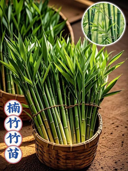 竹子批发价格多少钱一吨_竹子种植前景怎么样-第1张图片-俊逸知识馆