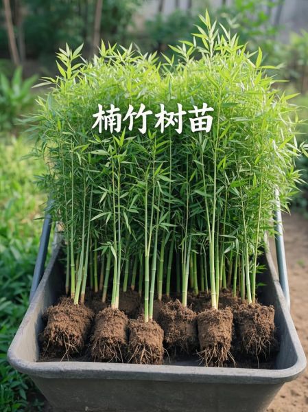 竹子批发价格多少钱一吨_竹子种植前景怎么样-第3张图片-俊逸知识馆