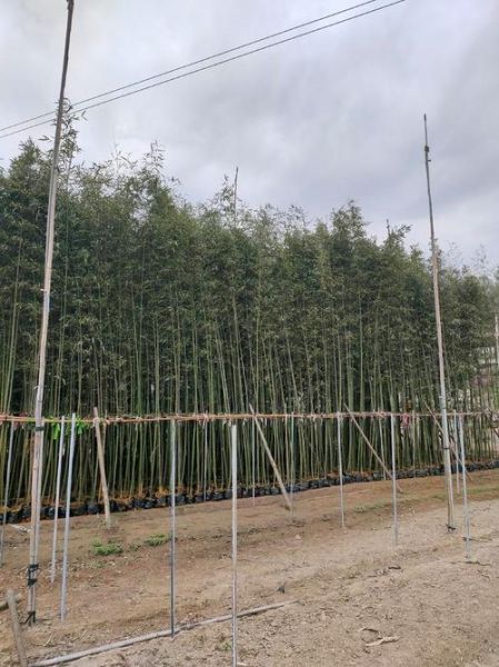 竹子批发价格多少钱一吨_竹子种植前景怎么样-第2张图片-俊逸知识馆