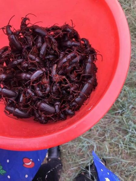 昆虫市场怎么进货_昆虫批发市场在哪里-第3张图片-俊逸知识馆