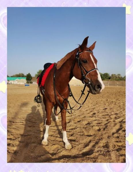 马市场怎么买_马价格一般多少钱-第2张图片-俊逸知识馆