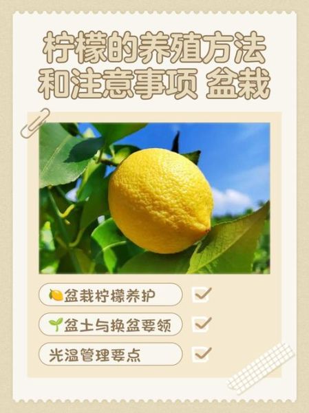 柠檬市场是什么_如何避免买到次品-第1张图片-俊逸知识馆