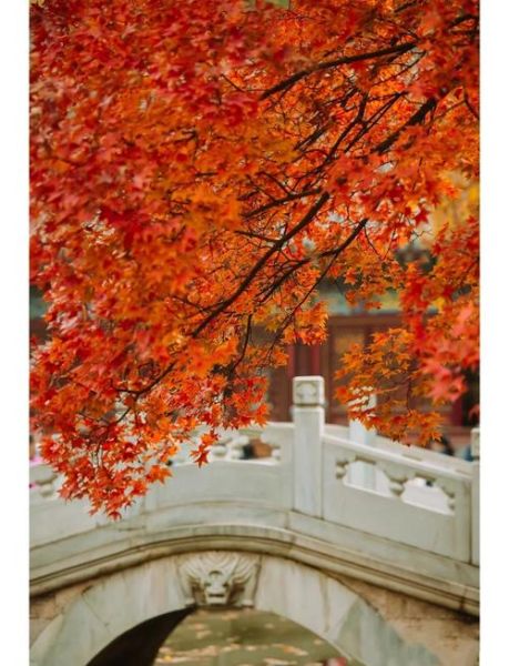 北京香山今天穿什么_香山红叶最佳观赏时间-第1张图片-俊逸知识馆