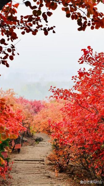北京香山今天穿什么_香山红叶最佳观赏时间-第3张图片-俊逸知识馆