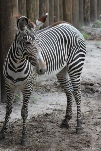 斑马是马吗_斑马为什么有黑白条纹-第1张图片-俊逸知识馆 斑马是马吗_斑马为什么有黑白条纹-第1张图片-俊逸知识馆